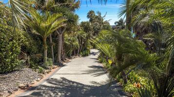 A paved pathway flanked by lush tropical vegetation, including palm trees and various shrubs.
