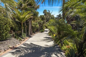 A paved pathway flanked by lush tropical vegetation, including palm trees and various shrubs. - Palms on Kennedy Point (Waiheke Island)
