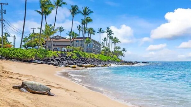 A beach with a turtle, palm trees, and a building with a red roof.