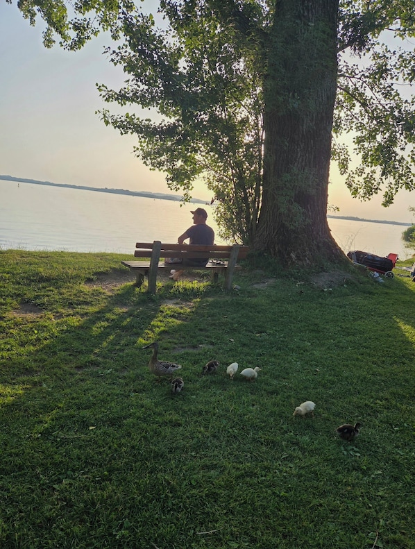 A person sitting on a bench under a tree by a calm body of water.