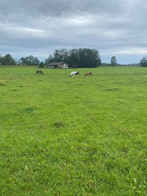 Un vaste champ herbeux où quelques chevaux paissent, une maison en arrière-plan et un ciel nuageux.