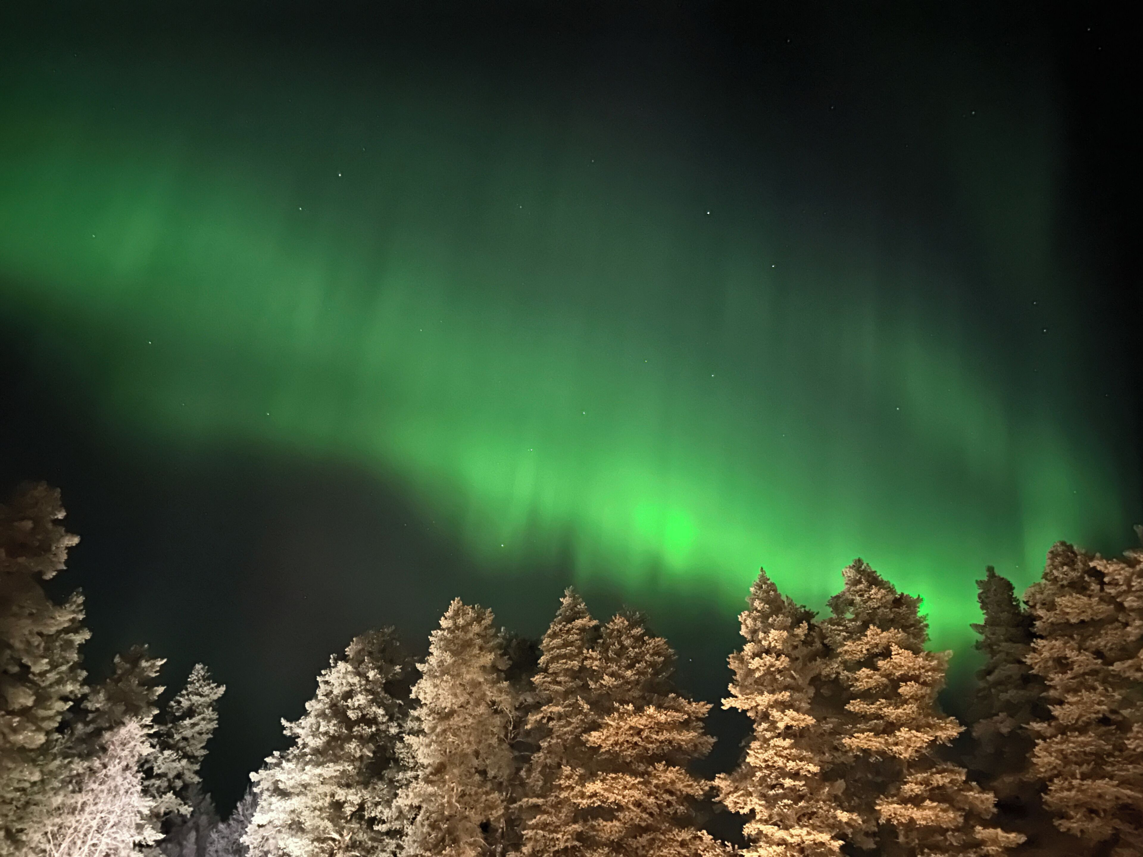 Cielo nocturno con la aurora boreal sobre un bosque.