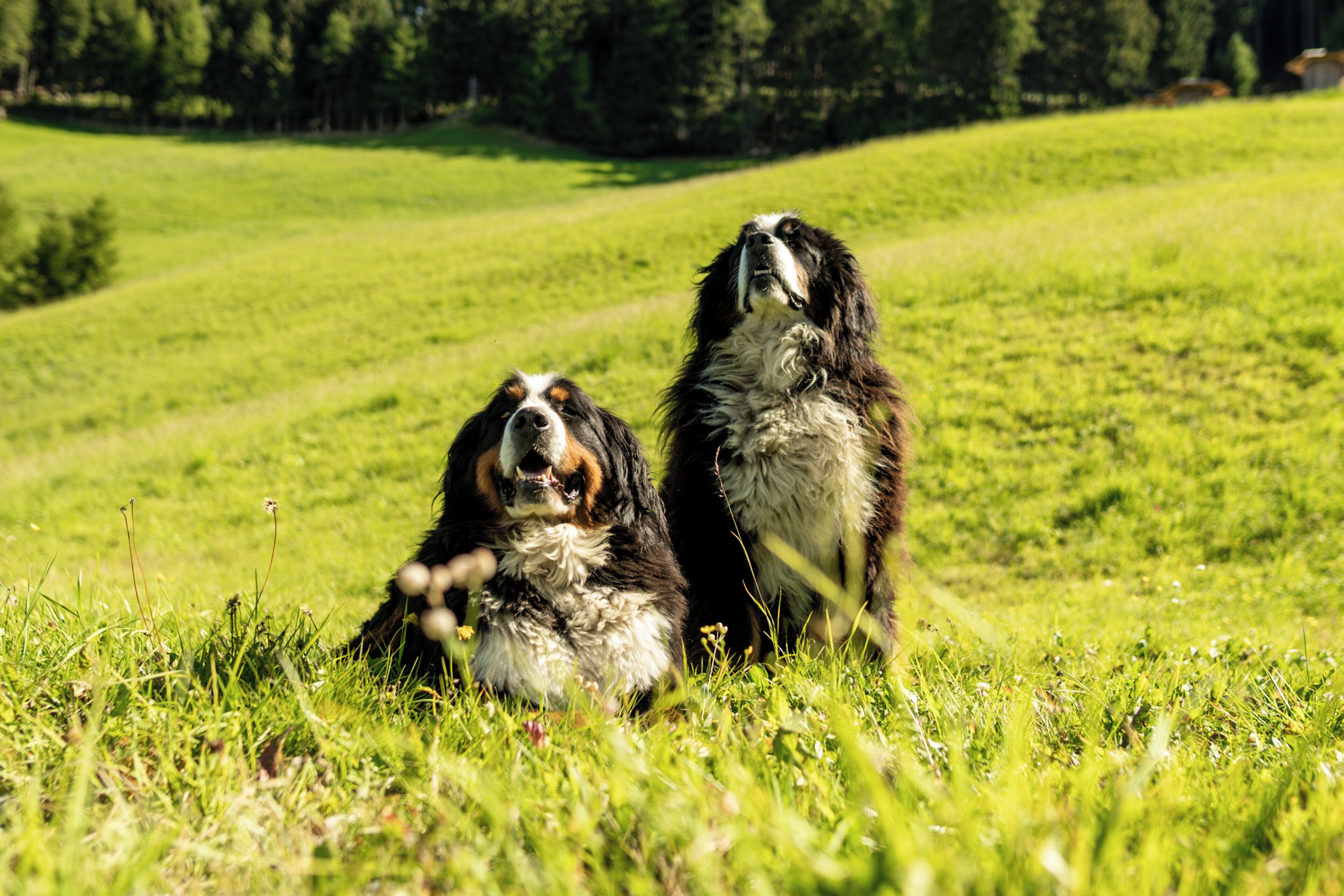Zwei Hunde auf einer Wiese.