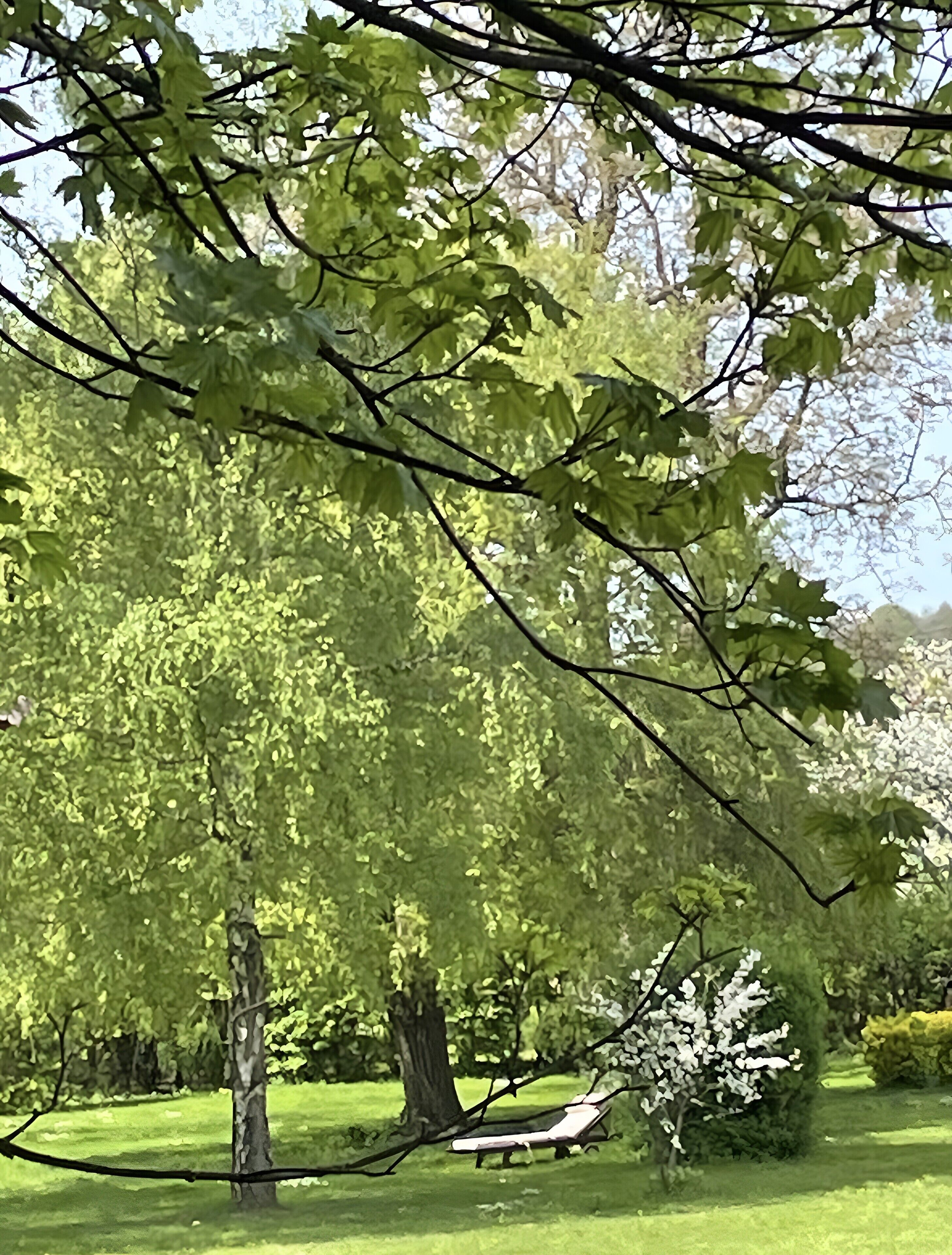 A park with a bench and trees.