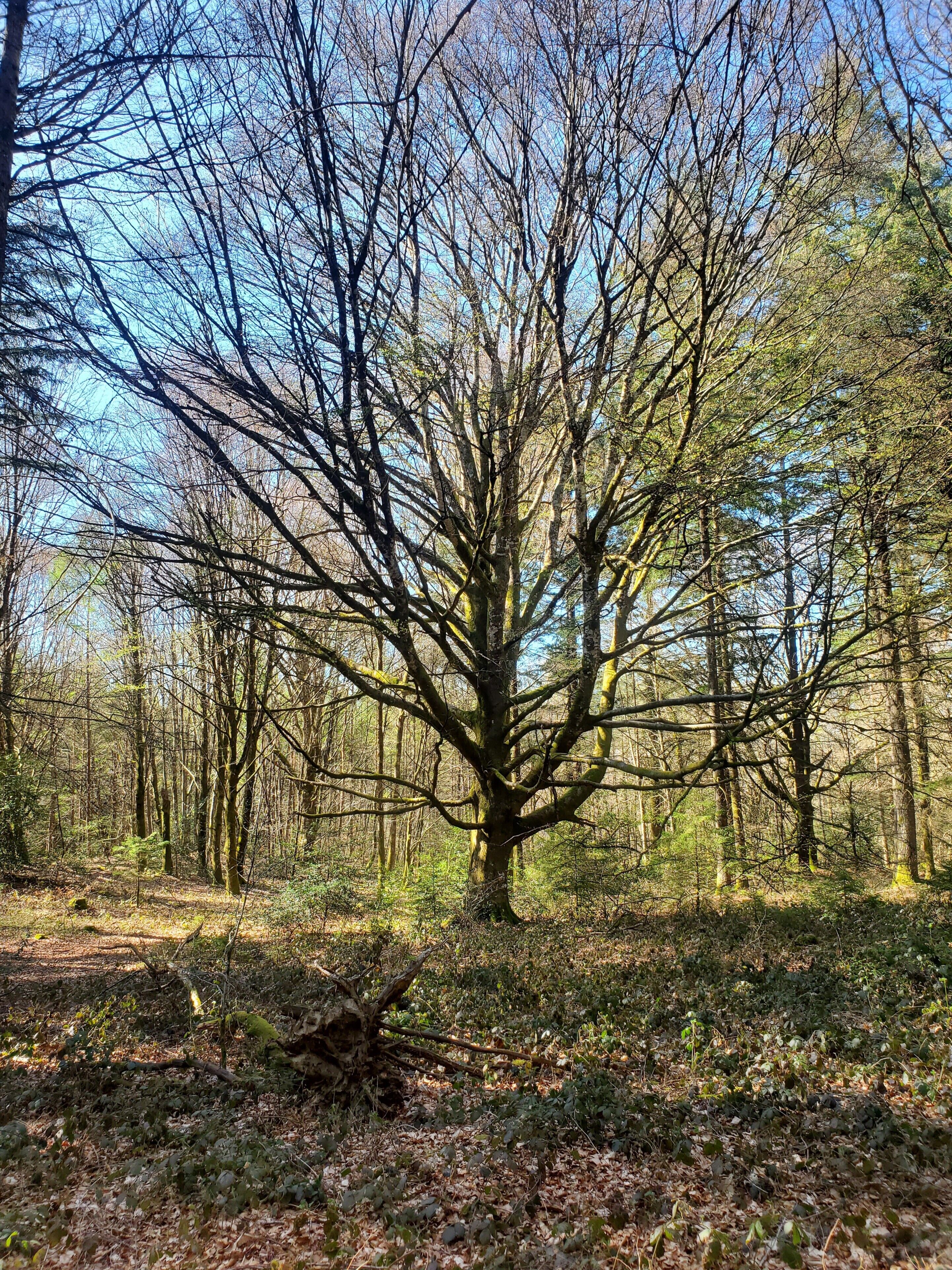 A forest with a prominent tree in the center.