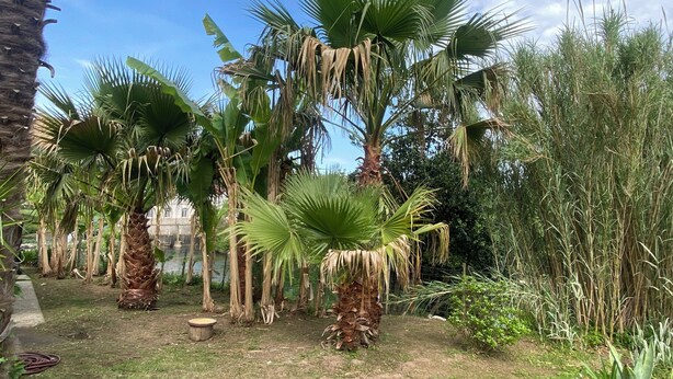 A garden with palm trees and various plants. - Nature gite (2 suites) near Espellette and Cambo les bains Pets welcome (Itxassou)