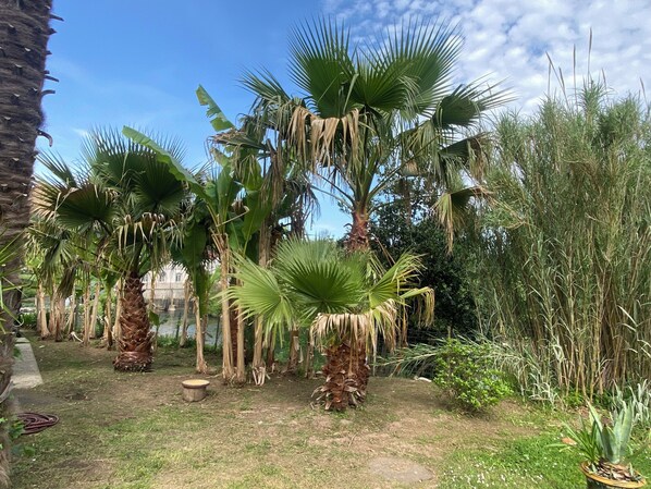 A garden with palm trees and various plants.