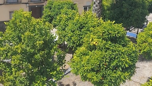 Un quartier résidentiel avec des maisons, un palmier et des arbustes verts bien entretenus.
