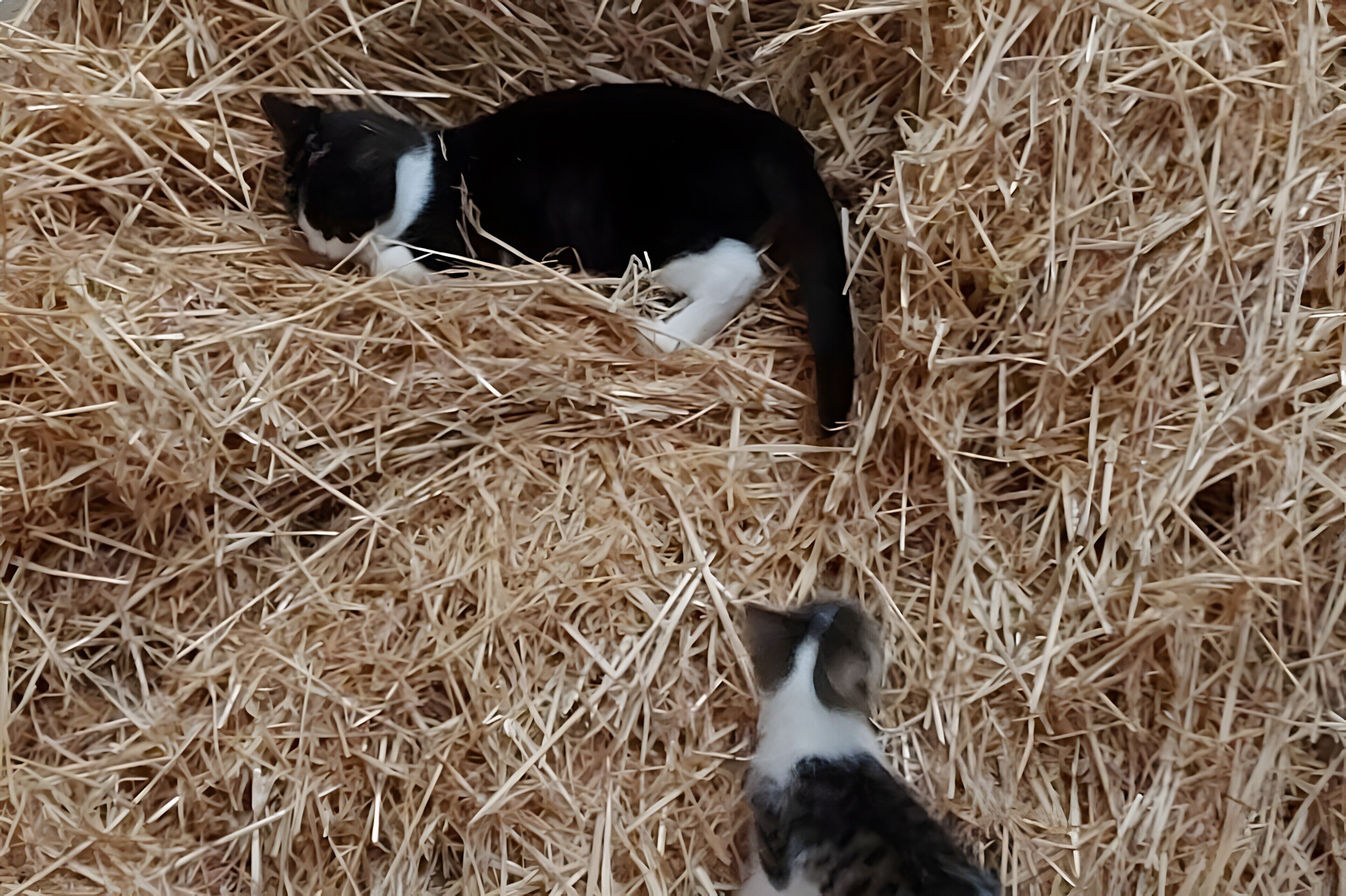 Animaux de compagnie acceptés