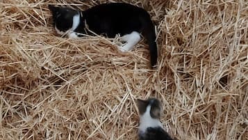 Animaux de compagnie acceptés