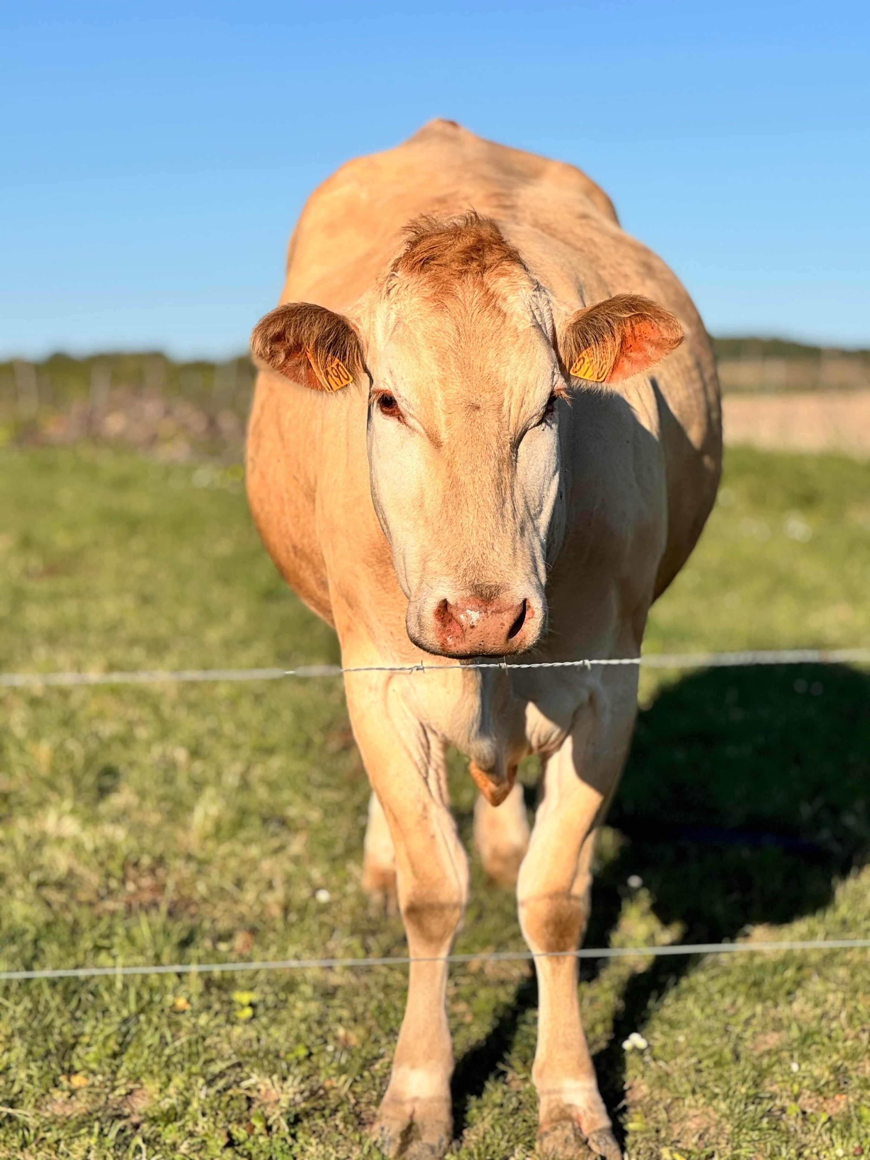 Una vaca de pie en un campo cubierto de hierba, con una cerca de alambre de púas en primer plano.