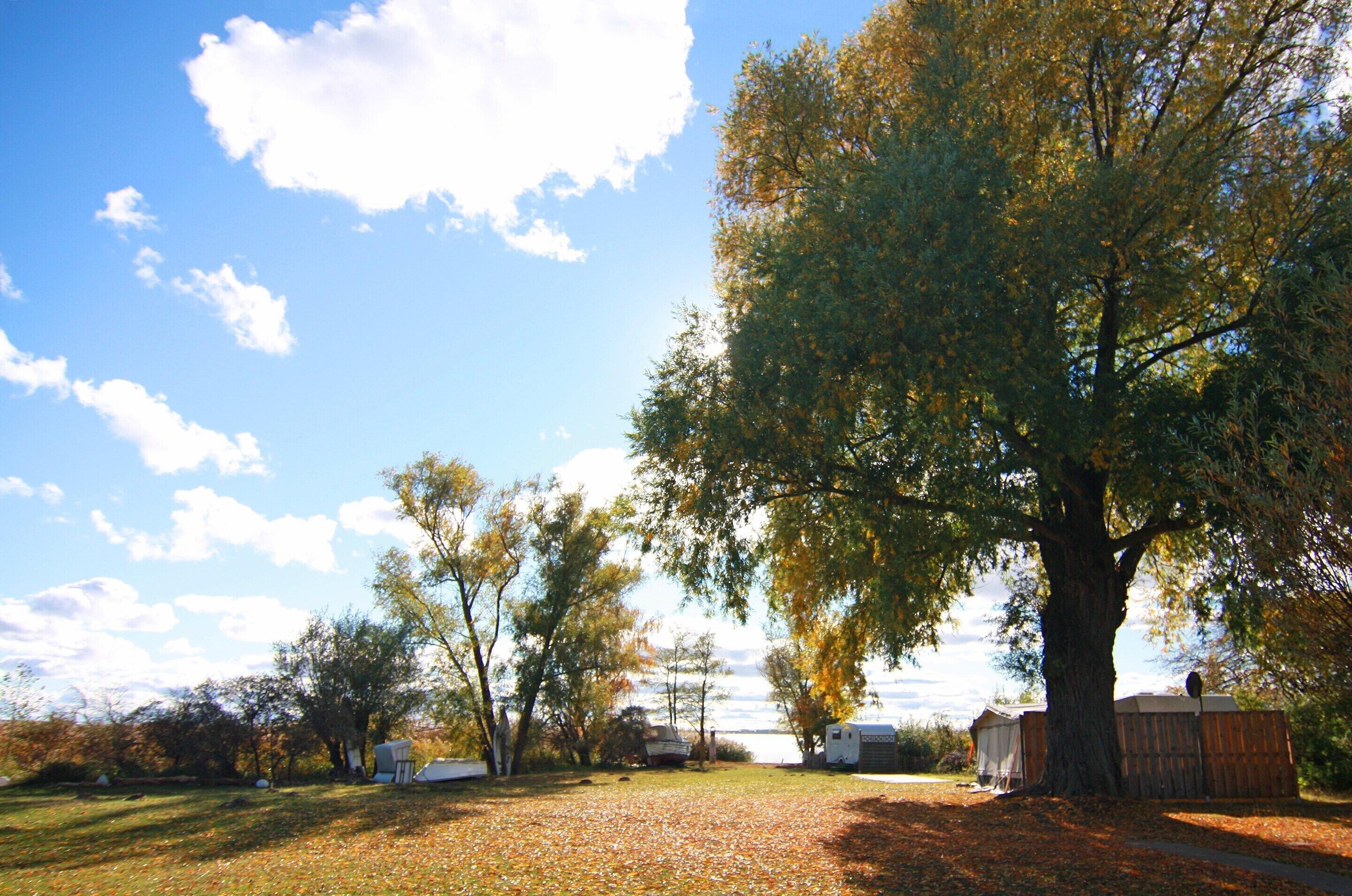 A large tree in a yard with a clear sky.