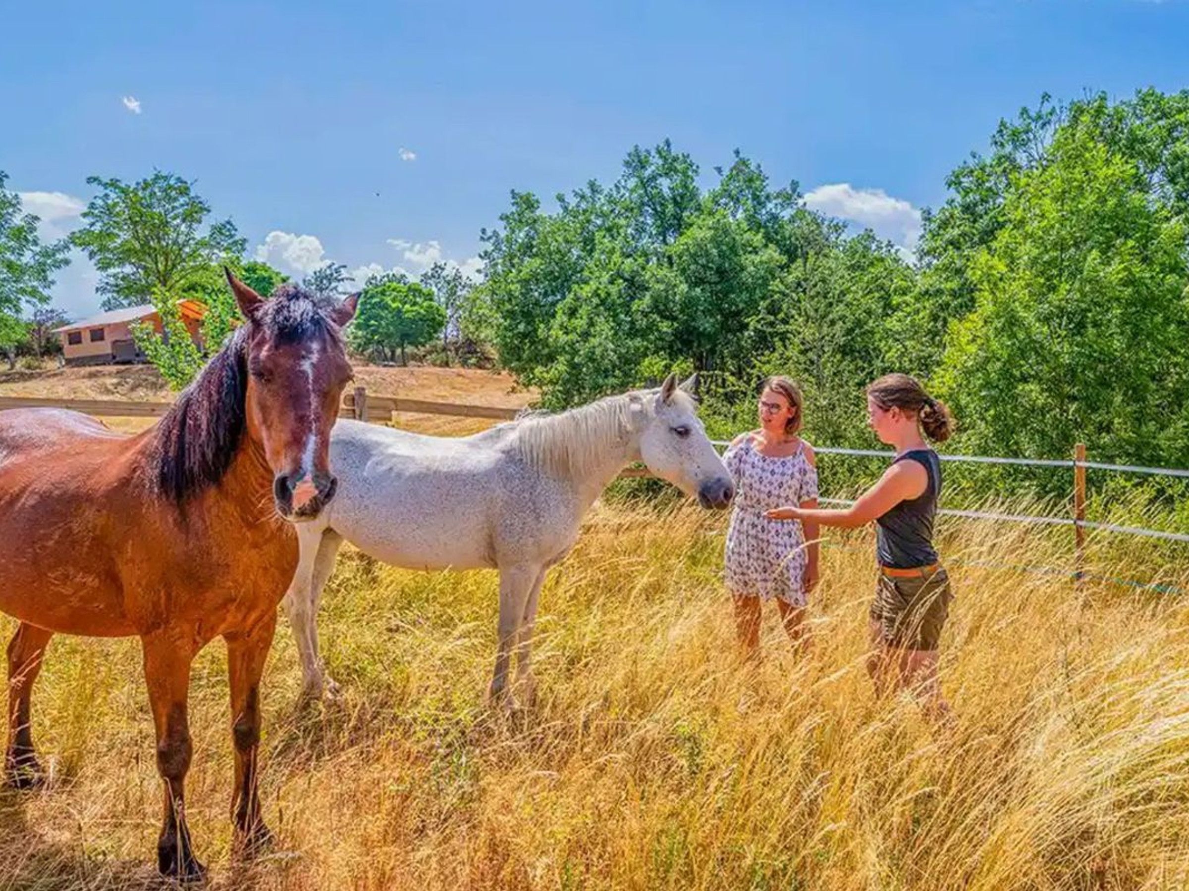 A fenced outdoor area with two horses and a person.