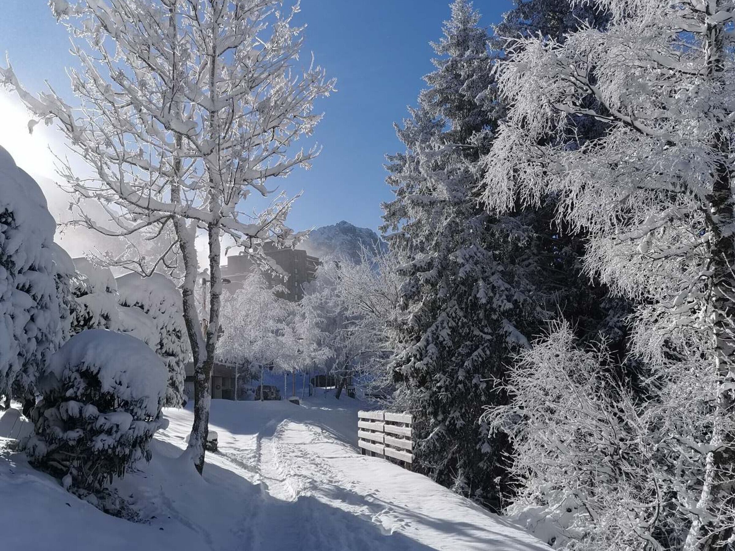 A snowy landscape with a clear path, trees, and a wooden fence.