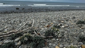 Platja rocosa amb onades, fusta flotant dispersa i petites flors blanques.