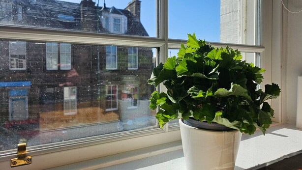 A window with a potted plant on a windowsill, a clear view of buildings outside, and a brass window latch.