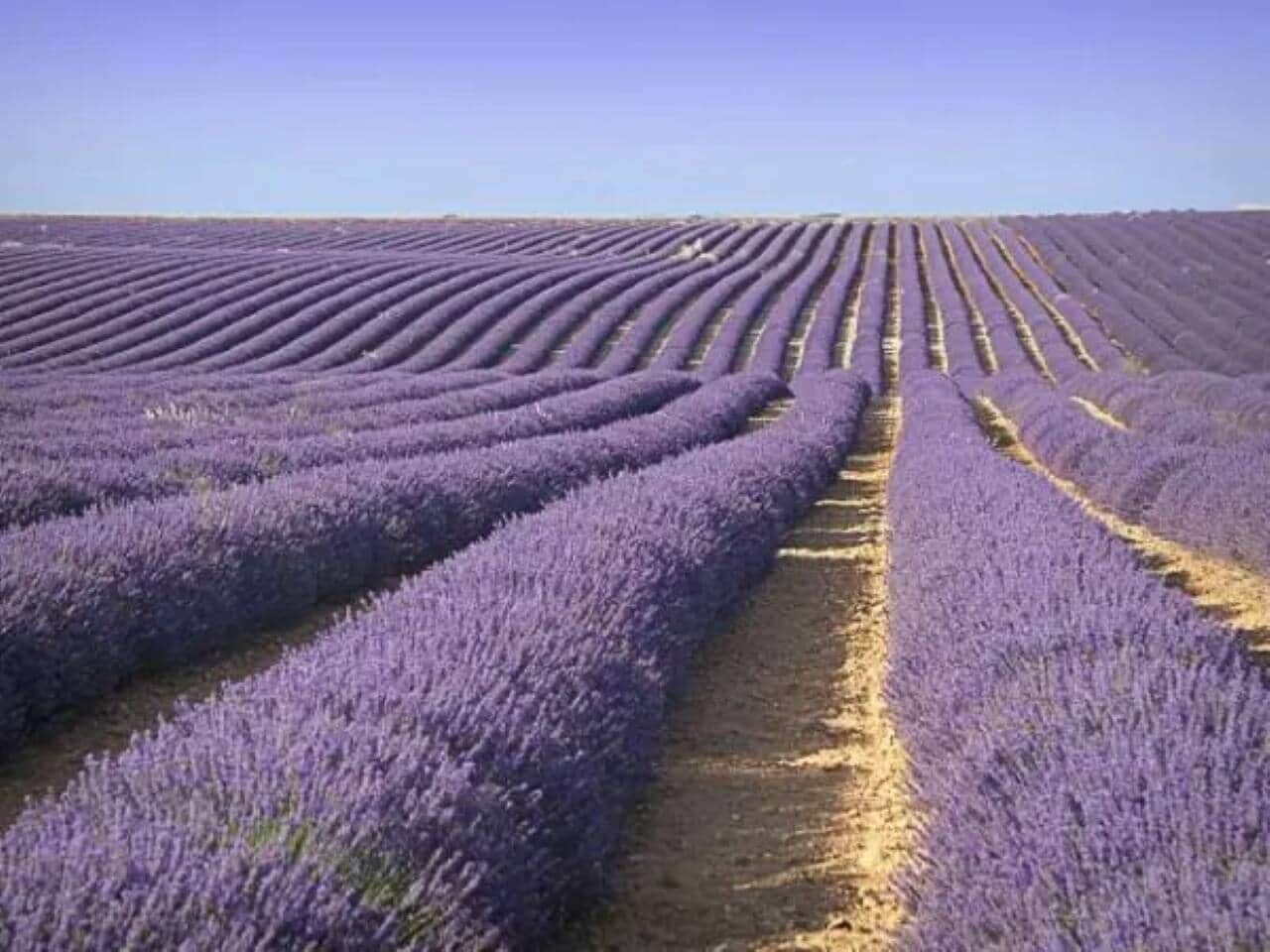 A lavender field with rows of lavender plants.