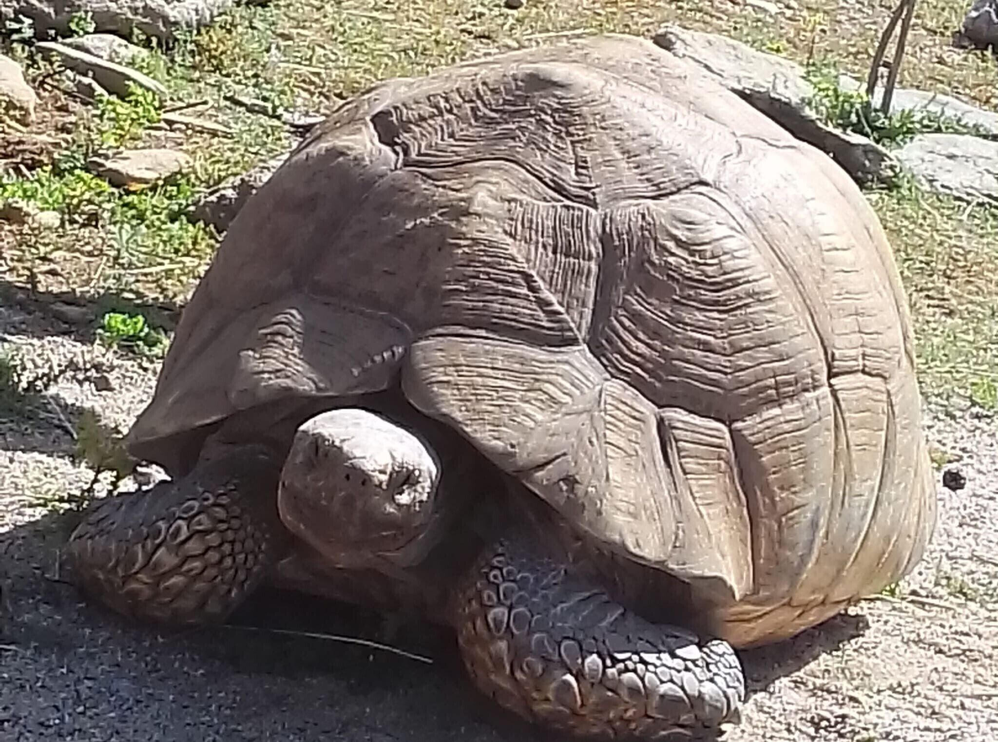 Una tortuga sobre una superficie rocosa.