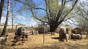 A farm with animals, hay bales, and a covered structure. - Ferienhaus mit Kamin am Achterwasser in Lutow (Luetow)