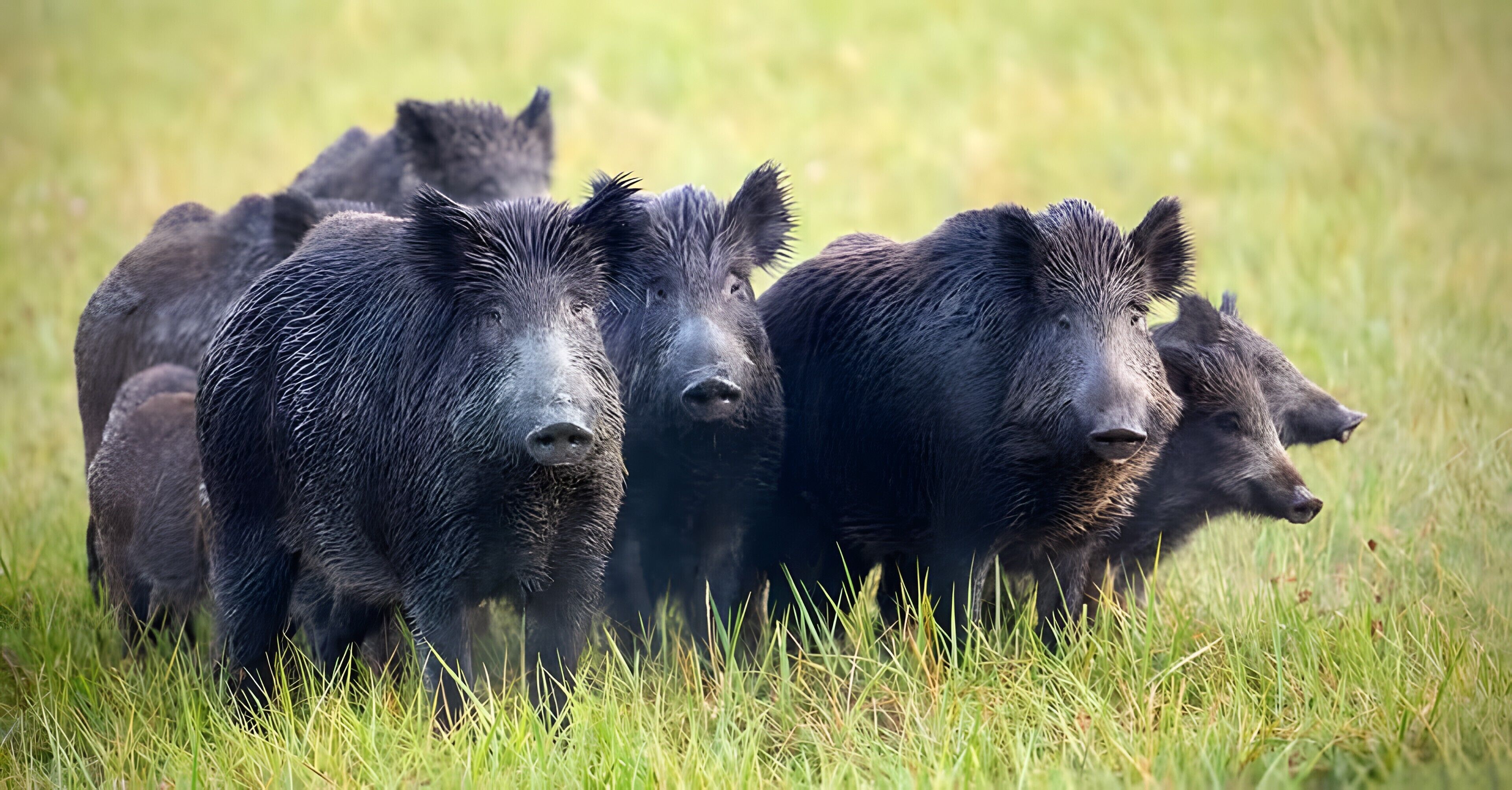 Un groupe de sangliers dans un champ herbeux.