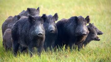 Un groupe de sangliers dans un champ herbeux.