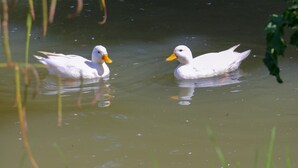Due anatre bianche nuotano in uno specchio d'acqua.