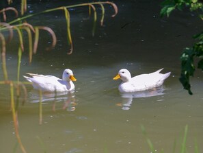 Two white ducks swimming in a body of water.