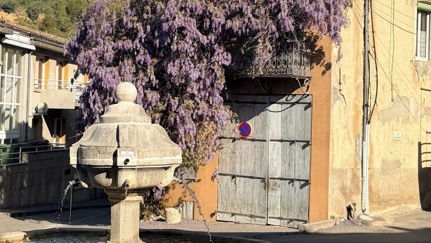 En historisk byggnad med en fontän framför, omgiven av frodiga, lila klängväxter av sorten wisteria.