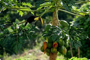 Un toucan était perché sur un papayier, dont les fruits étaient verts et rouges.