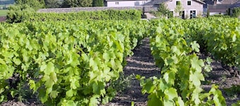 Stone vats with character - Beaujolais
