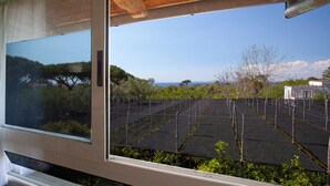 A window with a view of a vineyard and a distant tree. - YourHome - Jolly Pini (Sant'Agnello)