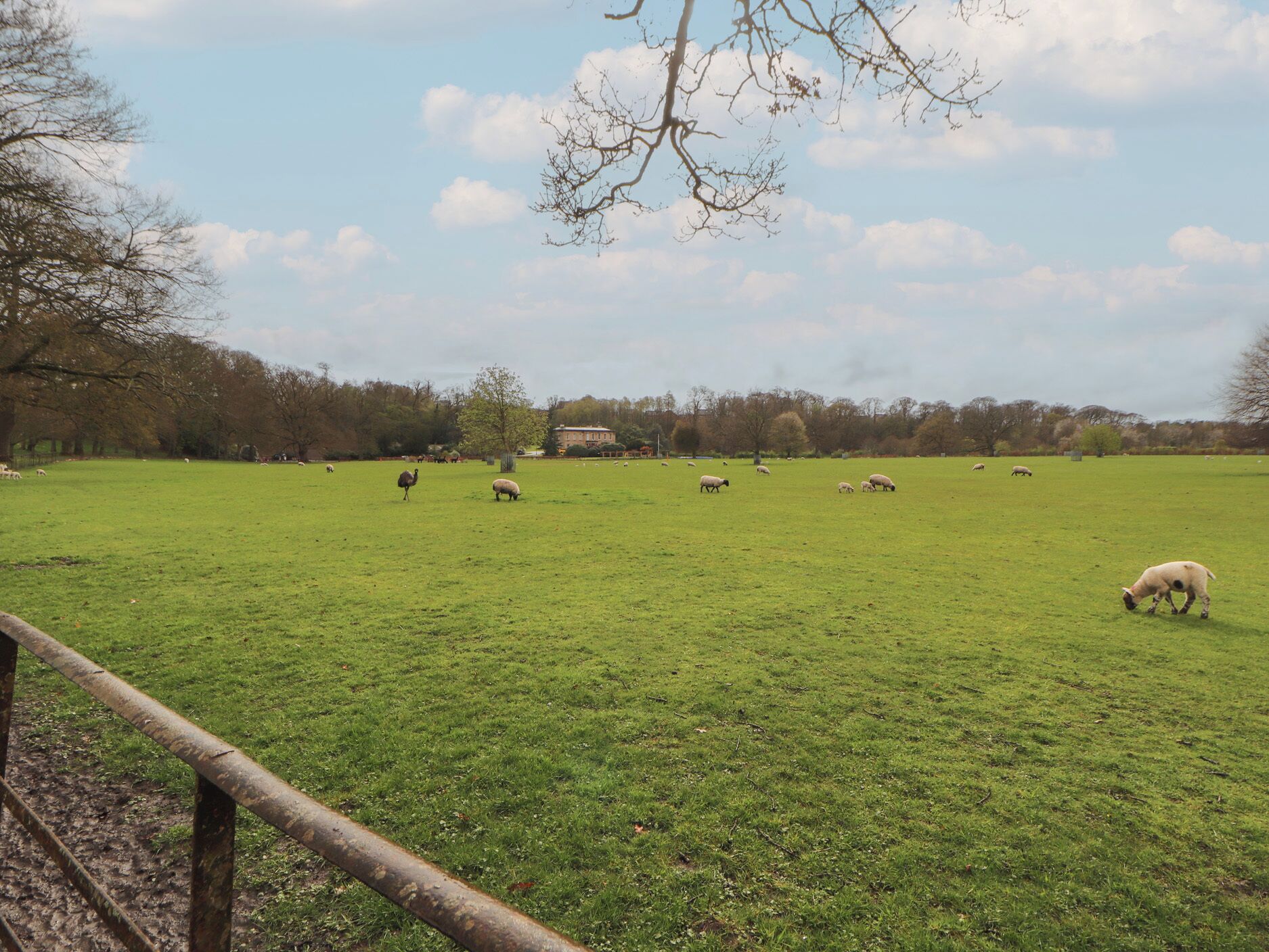 A wide-open grassy field with a few animals grazing, a metal fence, and trees in the background.
