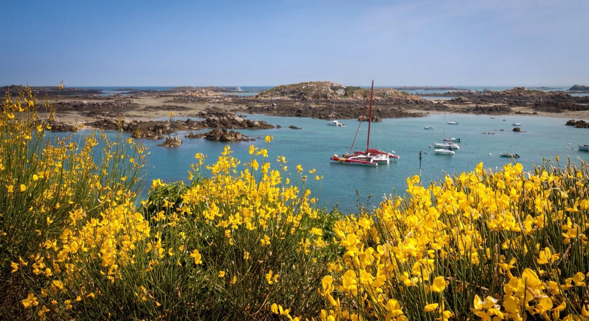 Paisagem costeira com flores amarelas ao primeiro plano e barcos na água.