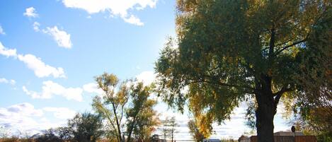 A large tree in a yard with a clear sky.