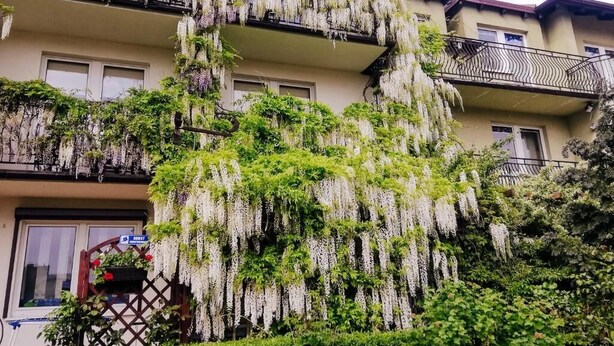 Un edificio con varios balcones cubiertos de enredaderas con flores blancas.