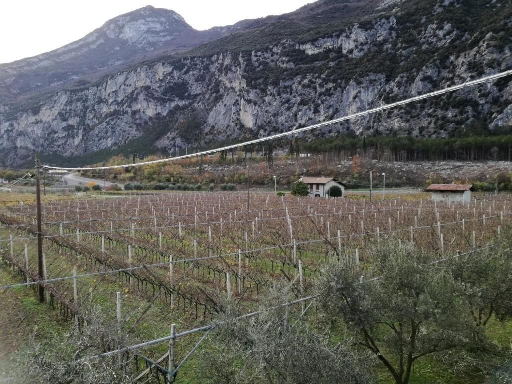 Ein Weinberg mit Rebenreihen und einem Berg im Hintergrund.