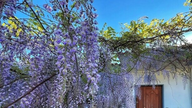 A building with a wooden door, a tiled entrance, and a wisteria-covered entrance. - Cozy facility, located in a quiet place a few minutes from the sea (Vico Equense)