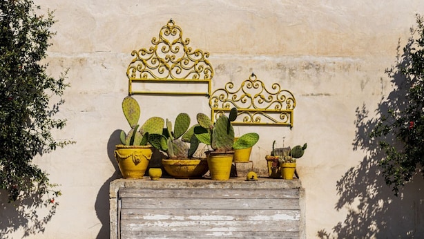 Een houten plantenbak met verschillende cactusplanten voor een muur.