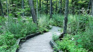 Un sentier en bois au cœur d’une zone boisée.