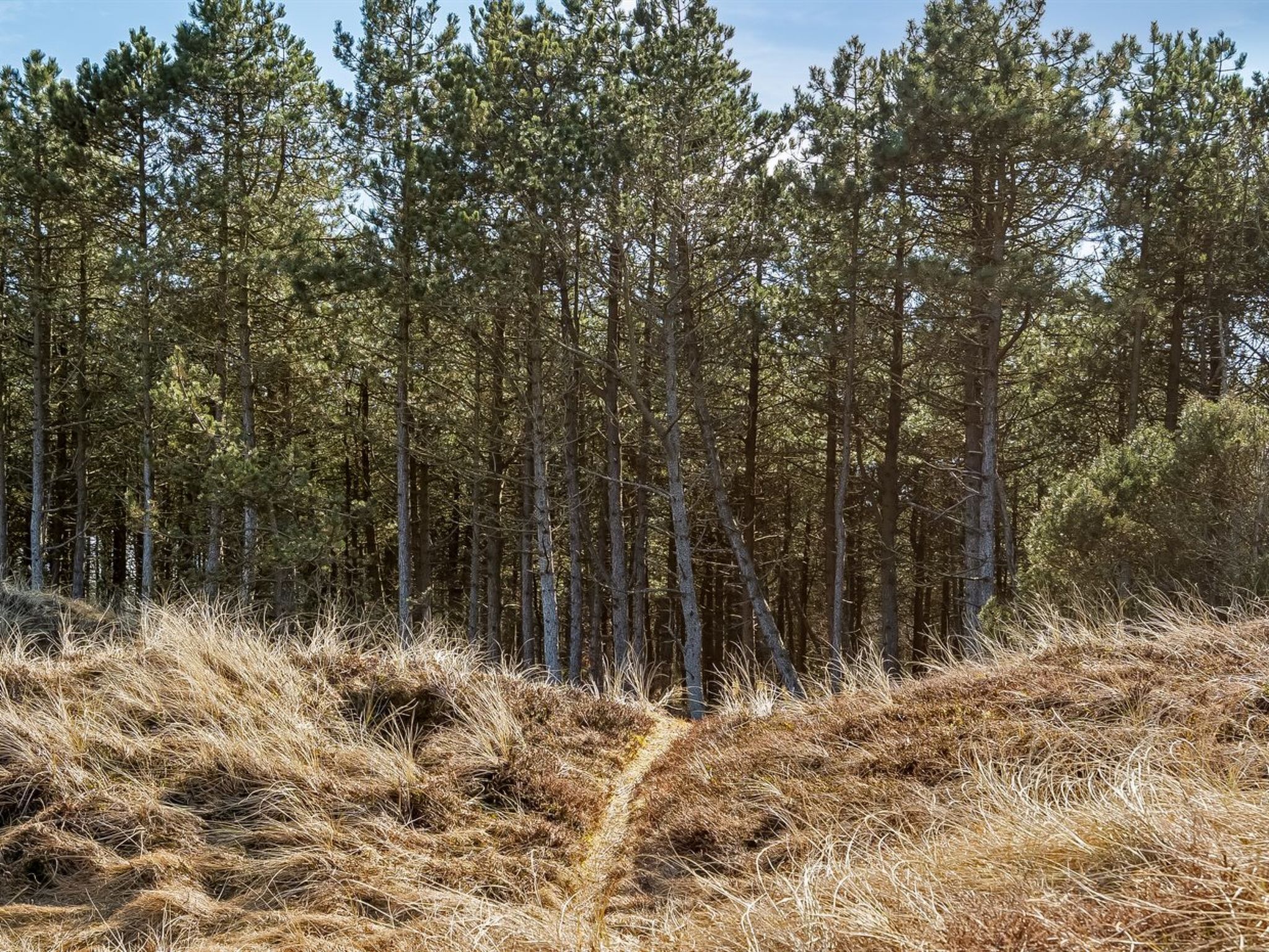 Une forêt dense, avec de grands arbres et une zone herbeuse.