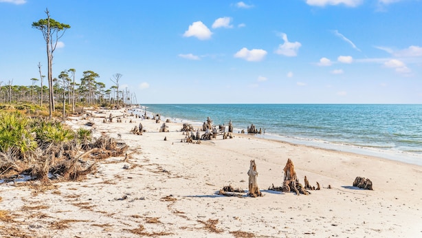 Una playa con ramas de madera y vegetación escasa a lo largo de la orilla.