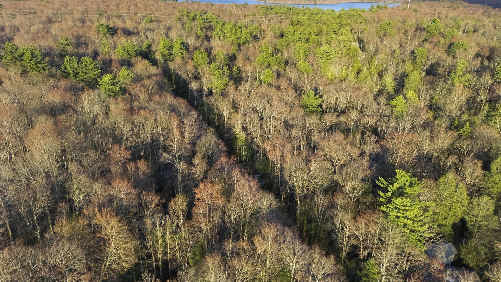 An aerial view of a forested area with a lake in the background.