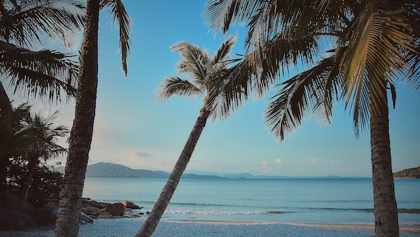 A beach with palm trees, a sandy shore, and a calm sea. - Estúdio Floripa Norte - Florianópolis-SC (Florianópolis)