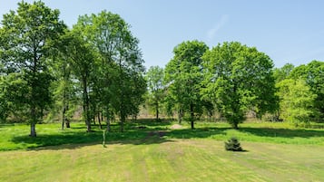 Un champ herbeux avec des arbres et un petit buisson.