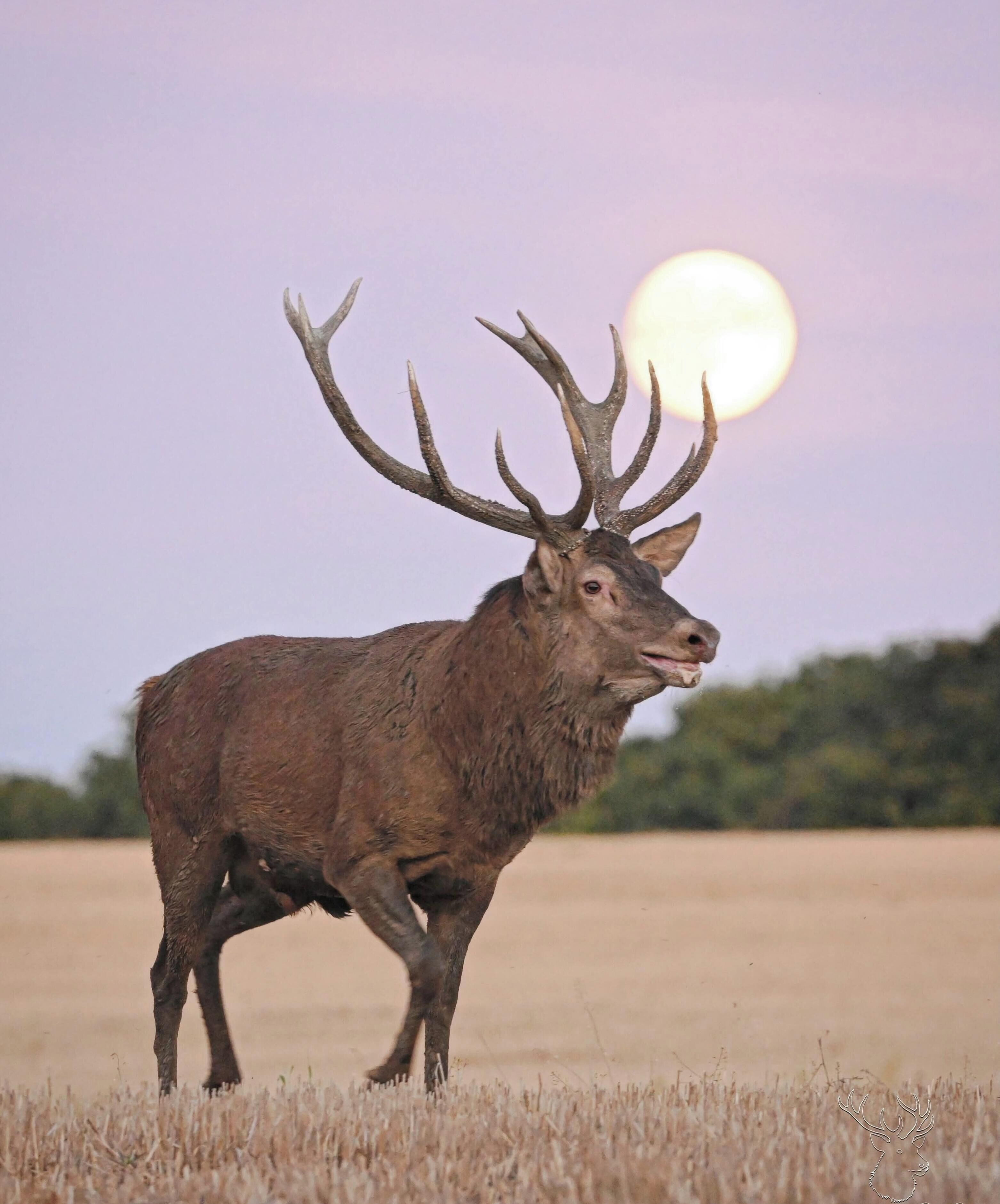 Un gran alce de pie en un campo con una luna llena de fondo.