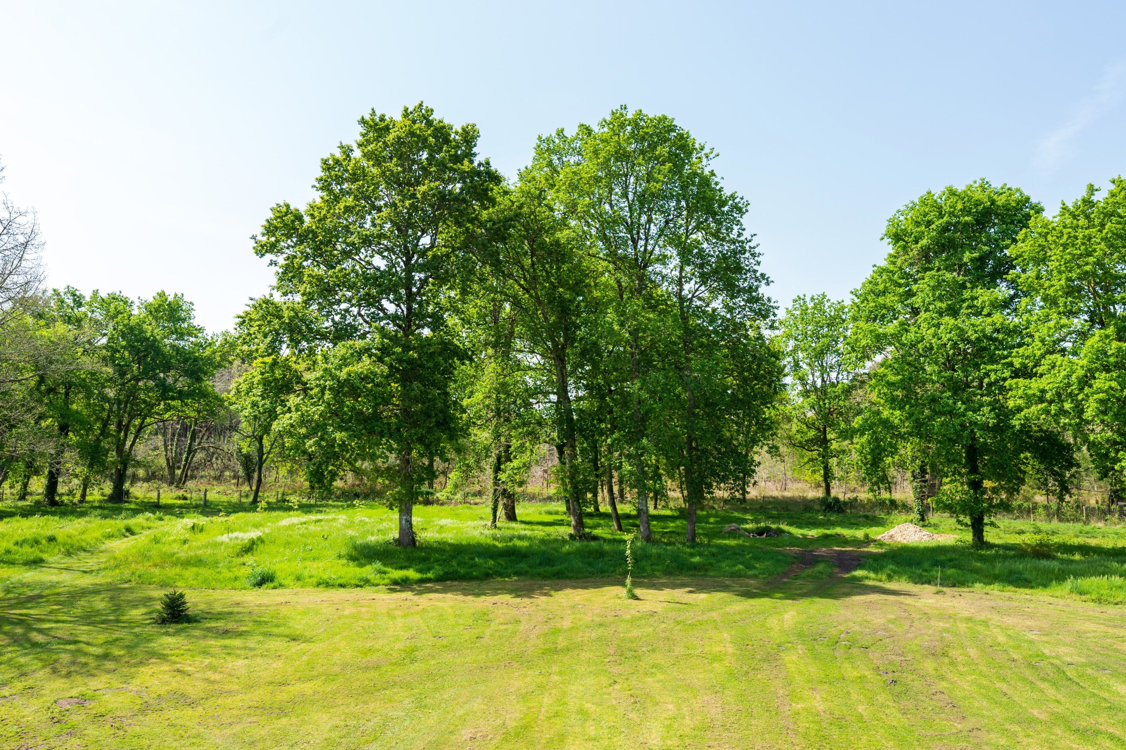 A grassy field with trees and a clear sky.