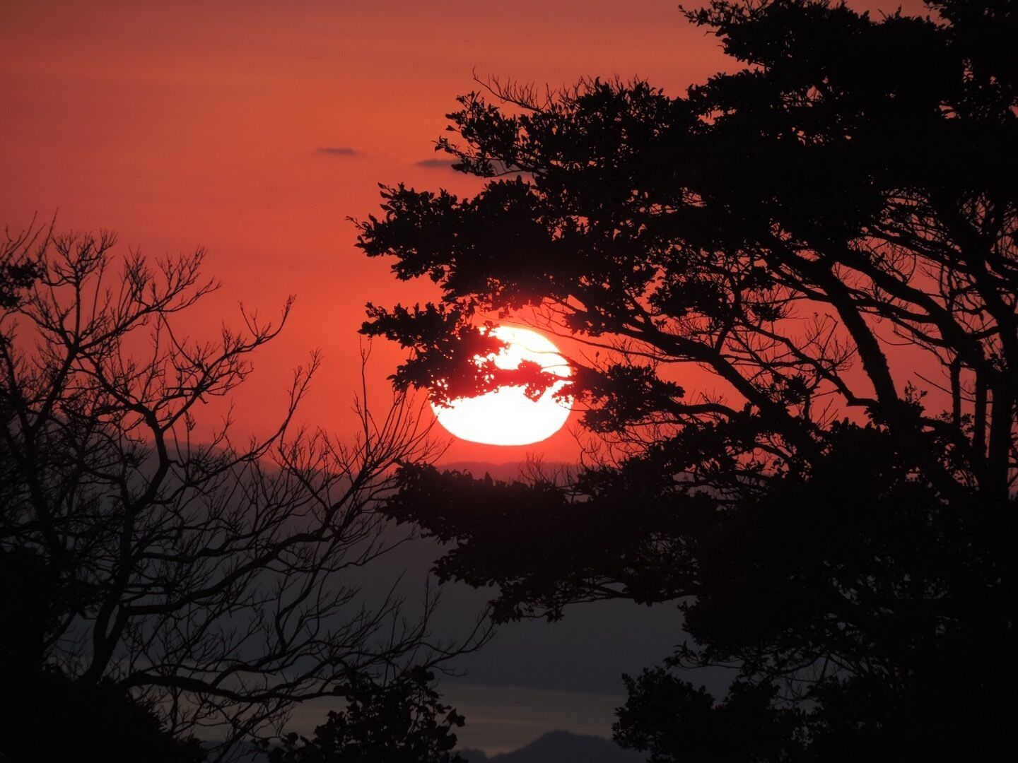 A sunset with the sun partially obscured by tree branches.