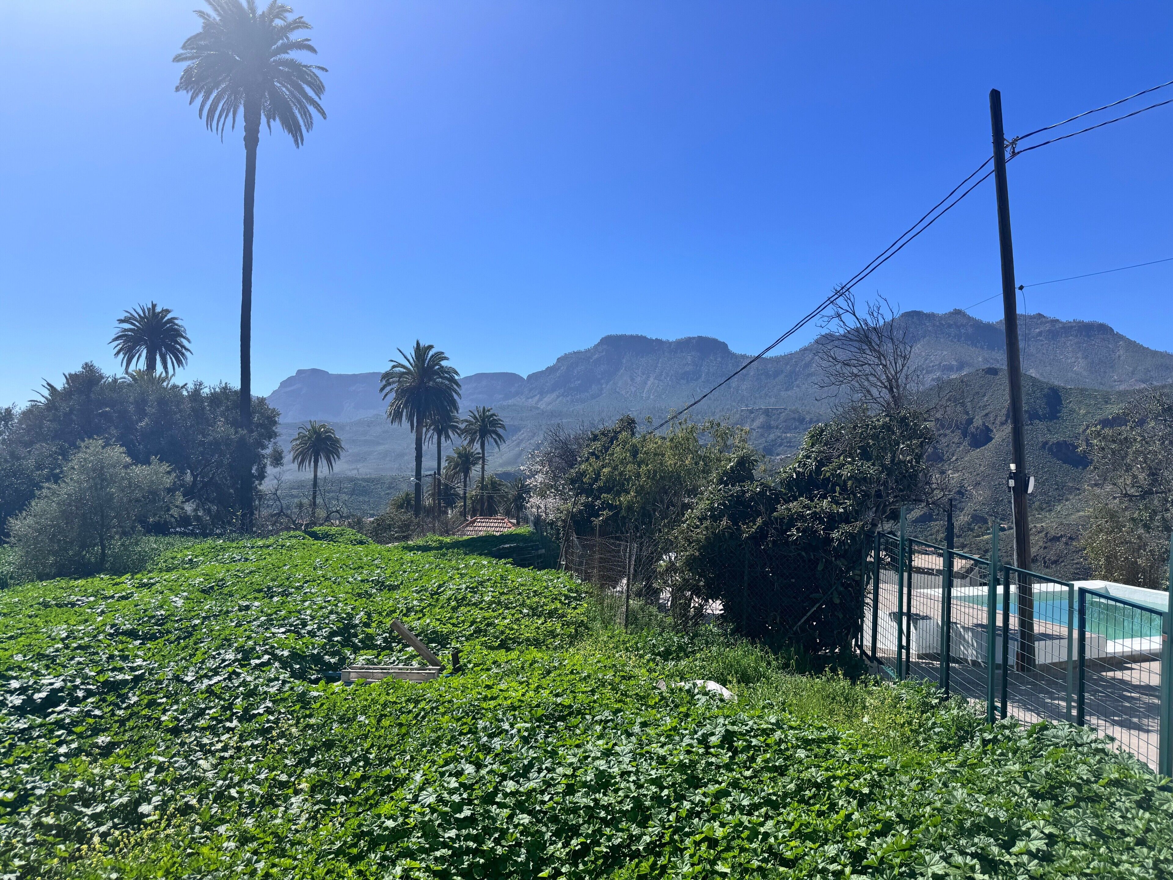 A landscape with a field of green plants, palm trees, and a mountain range in the background.