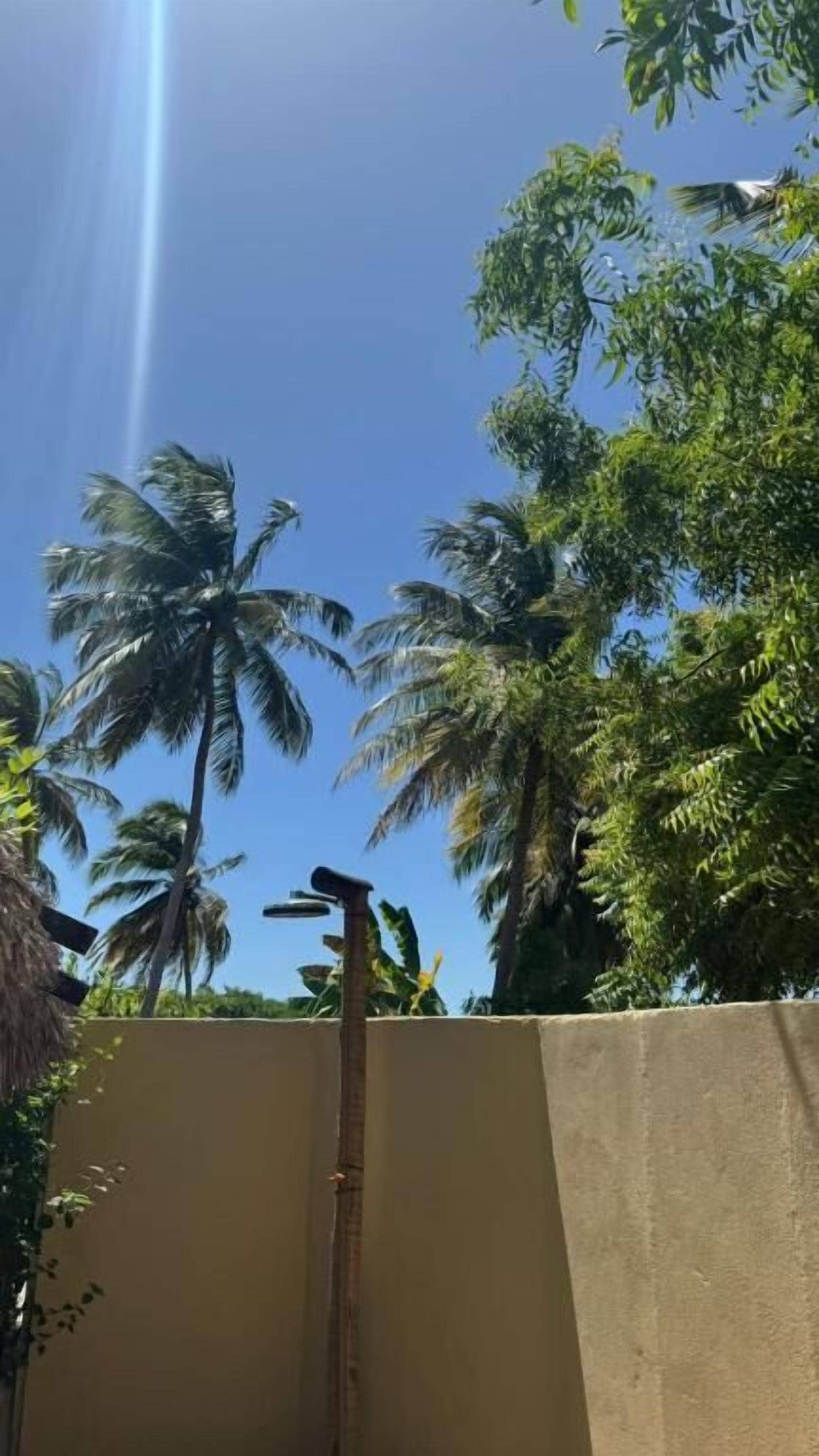 Cielo despejado con palmeras y un muro de concreto.