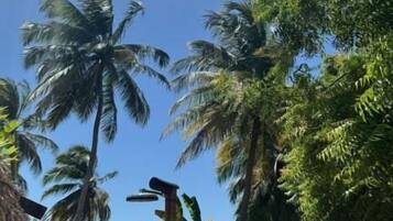Cielo despejado con palmeras y un muro de concreto.